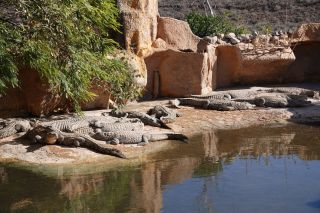 GC-Crocodilo Park 2020-037.JPG